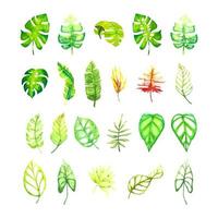 conjunto de ilustraciones de hojas tropicales dibujadas a mano. colección de hojas de monstera de follaje botánico. vector