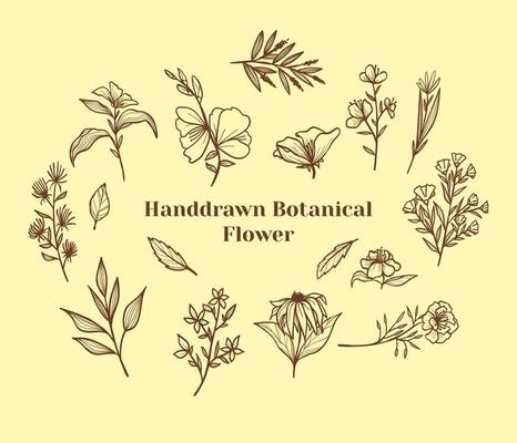 Set of hand drawn botanical flower, leaf and branches doodle. Vintage botanical floral illustration.