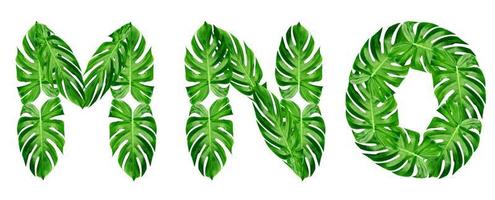 Green leaves pattern,font Alphabet m,n,o  of leaf monstera isolated on white background photo