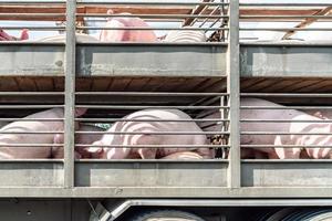 Truck transport pigs photo