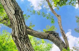 varanus salvator en el árbol foto