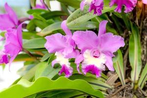 Pink Cattleya John Lindley orchid flowers photo