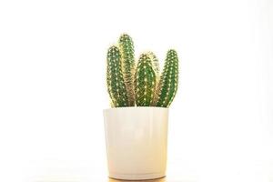 cactus plant thorny succulents evergreen indoor flower in flower pot copy space photo