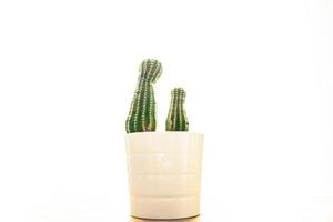 cactus plant thorny succulents evergreen indoor flower in flower pot copy space photo