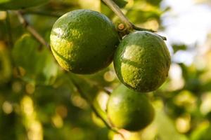 Lemons are fruiting from the tree and the morning light in Thailand. photo