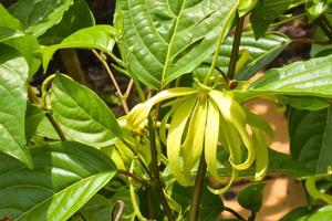 Yellow and green  Cananga odorata flowers blooming in a Thai public park photo