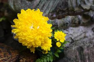 Yellow chrysanthemum in Oasis Floral Foam photo