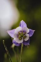 White purple flower in spring morning. photo