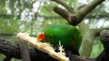 eclectus papegoja äter sockerrör video