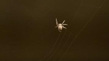 Spider weaves a web video