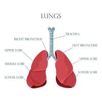 Diagram of human lungs and trachea, respiratory system, healthy lungs icon. Vector illustration isolated on a white background.