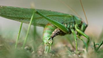 Big green locust female lays eggs in the soil close-up.