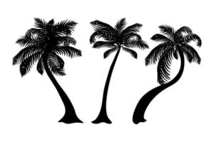 Silhouettes of palm trees vector
