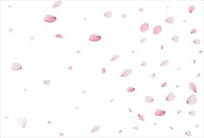 Cherry petals backdrop. Sakura petals background. vector