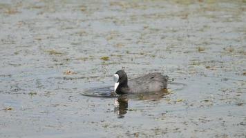 Blässhühner schwimmen im Teich video