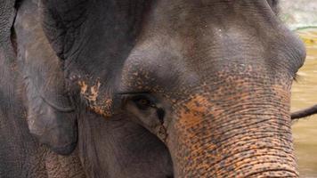 Feeding elephants in National park video