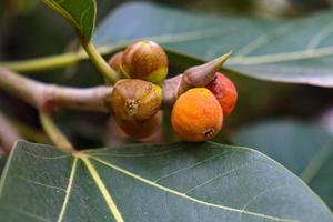 red colored banyan fruit on tree photo