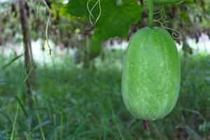 wax guard on tree in farm photo