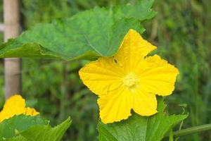 yellow colored wax gourd flower photo