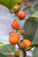 red colored banyan fruit on tree photo
