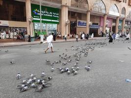 Mecca, Saudi Arabia, June 2022 - Pigeons on the road in front of the Masjid Al Haram in Mecca are the center of attention for visitors from outside. Visitors also give them grain and water. photo