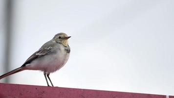 un petit oiseau - poussin à queue blanche, motacilla alba, marchant sur un toit et mangeant des insectes video