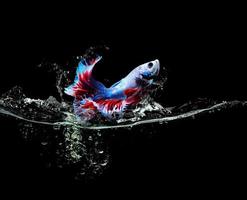 peces luchadores siameses o peces de colores saltando de las salpicaduras de agua foto