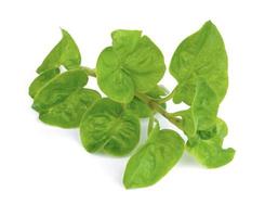 fresh watercress isolated on white background photo