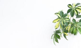 Tropical schefflera plant on a white background photo