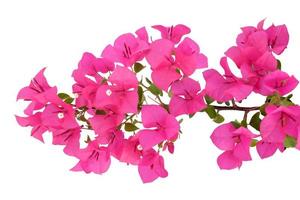 Pink Bougainvillea flower isolated on white background. photo