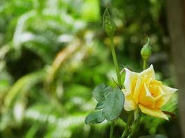 Image of a big yellow rose blooming.Background with bokeh effect. photo