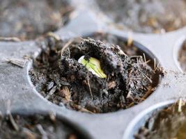 The growth of plants cultivated in the pit tray. photo