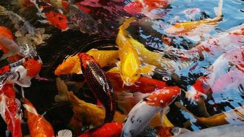 Colorful carp in the beautiful, colorful koi pond swim in clear water. photo