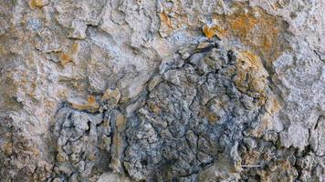 Bark from brown trees, rough surfaces, aging trunks. For making backgrounds or design designs. photo