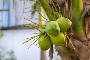 Close-up of the green coconuts growing on the coconut tree in garden photo