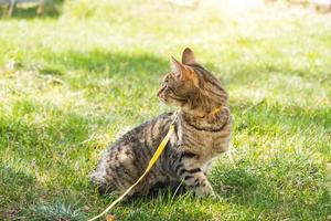 Walking a domestic cat on a yellow harness. The tabby cat is afraid of outdoor,hides in the green grass, cautiously and curiously. Teaching your pet to walk photo