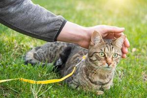 paseando a un gato doméstico con el dueño en un arnés amarillo. el gato atigrado que acaricia la mano de una persona al aire libre, se esconde en la hierba verde, con cautela y curiosidad. enseñando a tu mascota a caminar foto