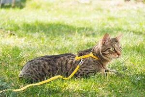 paseando a un gato doméstico en un arnés amarillo. el gato atigrado tiene miedo al aire libre, se esconde en la hierba verde, con cautela y curiosidad. enseñando a tu mascota a caminar foto