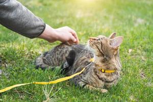 paseando a un gato doméstico con el dueño en un arnés amarillo. el gato atigrado que acaricia la mano de una persona al aire libre, se esconde en la hierba verde, con cautela y curiosidad. enseñando a tu mascota a caminar foto