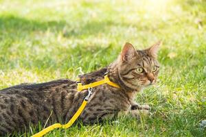 paseando a un gato doméstico en un arnés amarillo. el gato atigrado tiene miedo al aire libre, se esconde en la hierba verde, con cautela y curiosidad. enseñando a tu mascota a caminar foto