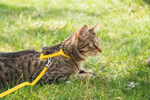 paseando a un gato doméstico en un arnés amarillo. el gato atigrado tiene miedo al aire libre, se esconde en la hierba verde, con cautela y curiosidad. enseñando a tu mascota a caminar foto