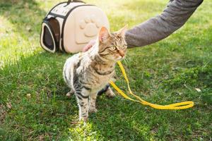 Walking a domestic cat with the owner on a yellow harness. The tabby displeased cat came out of the carrier bag of outdoor, hides in green grass, cautiously and curiously. Teaching your pet to walk photo