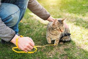 paseando a un gato doméstico con el dueño en un arnés amarillo. el gato atigrado que acaricia la mano de una persona al aire libre, se esconde en la hierba verde, con cautela y curiosidad. enseñando a tu mascota a caminar foto
