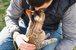 paseando a un gato doméstico con el dueño en un arnés amarillo. el gato atigrado que acaricia la mano de una persona al aire libre, se esconde en la hierba verde, con cautela y curiosidad. enseñando a tu mascota a caminar foto