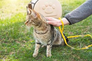 paseando a un gato doméstico con el dueño en un arnés amarillo. el gato atigrado disgustado salió de la bolsa de transporte al aire libre, se esconde en la hierba verde, con cautela y curiosidad. enseñando a tu mascota a caminar foto