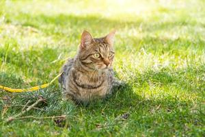 paseando a un gato doméstico en un arnés amarillo. el gato atigrado tiene miedo al aire libre, se esconde en la hierba verde, con cautela y curiosidad. enseñando a tu mascota a caminar foto