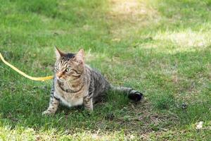paseando a un gato doméstico en un arnés amarillo. el gato atigrado tiene miedo al aire libre, se esconde en la hierba verde, con cautela y curiosidad. enseñando a tu mascota a caminar foto
