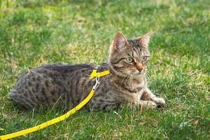 paseando a un gato doméstico en un arnés amarillo. el gato atigrado tiene miedo al aire libre, se esconde en la hierba verde, con cautela y curiosidad. enseñando a tu mascota a caminar foto