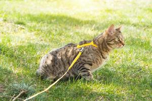 paseando a un gato doméstico en un arnés amarillo. el gato atigrado tiene miedo al aire libre, se esconde en la hierba verde, con cautela y curiosidad. enseñando a tu mascota a caminar foto