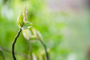 The concept for design blurred and defocus effect season. Outdoor in a park and light dew on the leaves. Copy space on right for the design or text. Abstract bokeh green color for nature background photo